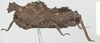 CollectionObject 1518003; 969a20d0-6a85-400f-8991-264c48885119, NHMUK10924396: female, lateral view (holotype). (CollectionObject).