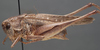CollectionObject 1505833; 9ec19a7f-f1ce-403a-8155-30af49875018: male, lateral view (holotype). (CollectionObject).
