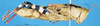 CollectionObject 1580221; 622635c1-c185-46a2-b0ca-d26e3e571c97: female, lateral view (paralectotype). (CollectionObject).