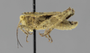 CollectionObject 1590286; 85f651ed-64e1-474e-a4ff-a20968bb0b55: male, lateral view. (CollectionObject).