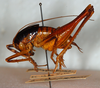 CollectionObject 1532955; edde4113-bad5-47b9-a074-ba435ccd2946: male, lateral view. (CollectionObject).