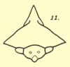 Head: !! display not done !! on Heliria gibberata Ball, 1925: (Observation).