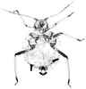 Habitus, dorsal view.: !! display not done !! on apterous viviparous female: Aphis (Aphis) rumicis Linnaeus, 1758: Body of A. rumicis. (Observation).