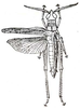 Allotriusia eurycera Karsch, 1896: Fig. 28. female, dorsal view (body length 30 mm, tegmina 22.5). (Otu).