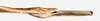 CollectionObject 1557865; NMW 780, fe89e5a8-ccc0-4a8b-923e-40f33bfad8bd: copyright NMW, Vienna. female: end of abdomen, lateral view (holotype). (CollectionObject).