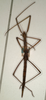 CollectionObject 1557229; NMW 710, f8bca9c9-5d03-41ed-b332-0957540aa79c: copyright NMW, Vienna. female (holotype). (CollectionObject).