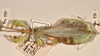 CollectionObject 1561239; 64124329-7811-4df4-829c-f138766ad5c3: copyright UMO. male Phyllium bioculatum, dorsal view (holotype). (CollectionObject).