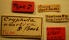CollectionObject 1595291; b6139d45-b5f4-4e91-a792-e309cf16eb51: Cryphula abortiva - Holotype Labels (NMNH) - (CC BY-NC 3.0) - Photo by Pablo M. Dellapé with permission from the National Museum of Natural History (NMNH), Smithsonian Institution, Washington, D.C. (CollectionObject).