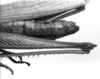 CollectionObject 1521495; a55de16e-c17d-4f8d-9cd1-c325aa984cec: Image Carbonell, C.S. female abdomen end, lateral view (syntype). (CollectionObject).