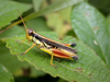 Dichroplus paraelongatus Carbonell, 1968: male (Argentina, Salta, Calilegua National Park). (Otu).