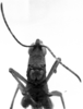 CollectionObject 1543591; 0a692f8e-35a4-45d4-a939-ddf0899ce93d: Image Carbonell, C.S. male frons (holotype). (CollectionObject).