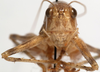 CollectionObject 1527244; 145202c4-05b6-42d1-a4c3-15c7a52d3243: male face (paratype). (CollectionObject).