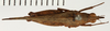 CollectionObject 1529889; 51470ec7-01b6-4b85-a928-a8352b94dc67: female, dorsal view (holotype). (CollectionObject).;CollectionObject 1529890; 6f14e6dd-fe3e-46f7-99ca-3e30fa6cab0e: female, dorsal view (holotype). (CollectionObject).
