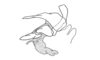 Leptalacris fastigiata Descamps & Rowell, 1978: Fig. 7. phallic complex without epiphallus, lateral view. (Otu).