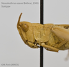 CollectionObject 1541119; ef6af3ee-ec4b-4fa7-9692-26f0b51e80a5: female, head lateral view (holotype). (CollectionObject).