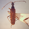 CollectionObject 1594976; 5b857117-fb1c-4e7f-89a3-159801cebf71: Catenes australis. Holotype. (MLP) - (CC BY-NC 4.0) - Photo by Eugenia Minghetti, reproduced with permission from the Museo de La Plata, La Plata, Argentina. (CollectionObject).
