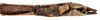 CollectionObject 1584178; bfb6ebc6-7cb9-4313-9a6e-0de3f5cdda5b: copyright RBINS, Brussels. male: end of abdomen, ventral view (holotype). (CollectionObject).