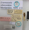 CollectionObject 1596186; b7fe1261-3ca9-4f03-8dcb-622f9f4f710c: Eremocoris obscuratus. Syntype. (BMNH) - (CC BY-NC 4.0) Photo by Stuart Cole, reproduced with permission from the Natural History Museum, London, UK. (CollectionObject).