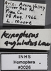 Other: !! display not done !! on Acinopterus angulatus Lawson, 1922: Dorsal Labels. (Observation).