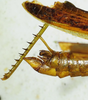 CollectionObject 1498679; 6e7b514c-59f4-4060-ae6b-b34e8b1250b5: male abdomen tip, lateral view. (CollectionObject).