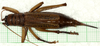 CollectionObject 2046398; cf654e28-9b88-4e5e-a337-f18ce866d053: female, dorsal view (paratype). (CollectionObject).