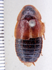 CollectionObject 1588596; 53f95123-f217-4839-9784-463e30578a3c: Photo by Heidi Hopkins. ANSP:Antioquita punctigera. (CollectionObject).