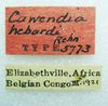 CollectionObject 1523758; 611d8cb7-b7fc-4b69-9552-3caf1d8b7155: male, labels (holotype of Cawendia hebardi). (CollectionObject).