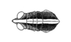 Staleochlora ronderosi Roberts & Carbonell, 1992: Fig. 21A. head and pronotum, dorsal view. (Otu).