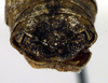 CollectionObject 1500393; c9456699-26d2-4e6a-bd06-3193c8f8fed9, DORSA BTpolscuS01: male cerci (syntype). (CollectionObject).