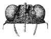 Fig. 26 (after holotype). female, vertex, dorsal view. Depicts Bolivaritettix convergens (Brunner von Wattenwyl, 1893), an Otu.