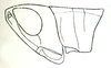 Parapleurodes chinensis Ramme, 1941: Fig. 10. head and pronotum (lateral view). (Otu).