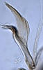 Aedeagus, lateral view on Coccineasca ponderosa (DeLong & Davidson, 1935): (Observation).