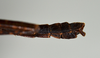 CollectionObject 1563141; 962a9609-c023-46f7-ba95-d56b44888008: copyright USNM, Washington. (CollectionObject).