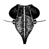 Head on Catonia haitiensis Dozier, 1931: (Observation).