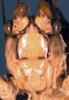 CollectionObject 1531881; 3e56671c-6d2c-4df3-99f1-504d91e8c122: male head, frontal view (holotype). (CollectionObject).