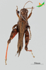CollectionObject 2243709; 1acf64d1-79da-4cad-a4ed-5c4341ea09b8, Unioeste Cascavel K-0826: Male, dorsal view. (CollectionObject).