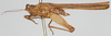 CollectionObject 1503215; ca0fea15-2acd-4bc1-9f19-495d9f7f2eb0: female, lateral view (syntype). (CollectionObject).