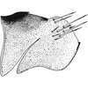 Pygofer, lateral view on Colladonus torneella (Zetterstedt, 1828): Pygofer, lateral view. (Observation).