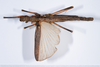 CollectionObject 1561457; bdd46e1a-8c06-4397-bc43-fabaad6d7eba: copyright ANSP. female, dorsal view (holotype). (CollectionObject).