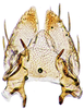 Subgenital plate: dorsal view. (Observation).