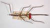 CollectionObject 1557137; b9e8cfd5-2703-4de1-a0f4-5eed5fa3f775: copyright ZMB, Berlin. male (syntype). (CollectionObject).;CollectionObject 1557138; 5fc68556-22dd-4594-bd84-d4e4150cbe92: copyright ZMB, Berlin. male (syntype). (CollectionObject).