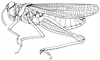 Eremogryllus hammadae Krauss, 1902: Fig. 67.1. male habitus. (Otu).