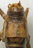CollectionObject 1535002; 4f1919c6-c607-4149-bb25-99802ff6f65e: male pronotum, dorsal view (syntype). (CollectionObject).