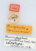 CollectionObject 1506454; b9aa8ccd-514e-47be-8286-55186f439e1a: labels (lectotype). (CollectionObject).