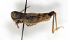 CollectionObject 1588503; 1a8e9e64-44e4-4537-90b2-8c2c3b659842: male, lateral view. (CollectionObject).