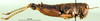 CollectionObject 1579145; 093a3960-06a3-42b9-8e64-e62d509db906: female, lateral view (paratype). (CollectionObject).
