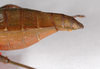 CollectionObject 1557501; 02d3ac2e-3049-401d-a564-ca8051c22800: copyright ZMB, Berlin. female: end of abdomen, lateral view (paratype). (CollectionObject).;CollectionObject 1557502; f3f883a3-bc26-4403-83fc-8358644cbae8: copyright ZMB, Berlin. female: end of abdomen, lateral view (paratype). (CollectionObject).