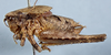 CollectionObject 2602171; 44e469c9-522d-4449-9126-52defe2c7484, CAS Entomology type 20377: male, lateral view (holotype). (CollectionObject).