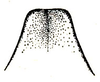 Eppioides malaya Hebard, 1922: Pl. XVII, Fig. 15 (after type). fastigium, dorsal view (female) (previously Synonym Eppioides bicolor). (Otu).