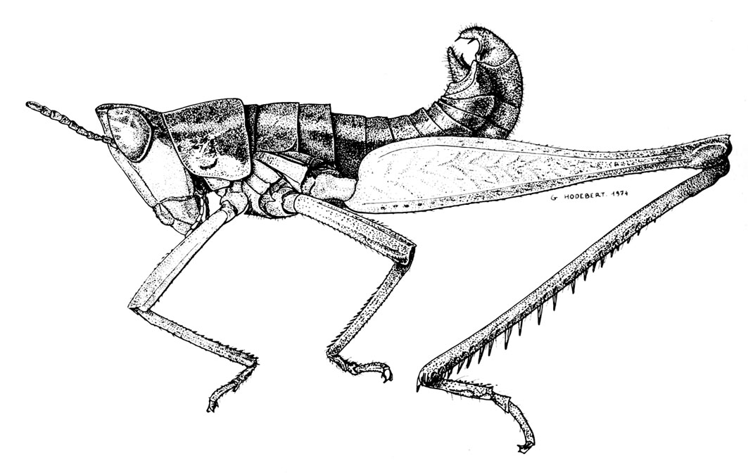 Fig. 1. male habitus (body length 16.5-17.8 mm, pronotum 9.6-9.9 mm, hind femur 2.1-2.2 mm). Depicts Lethus nicaraguae Descamps, 1974, an Otu.
